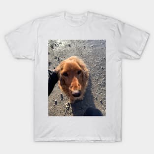 Cocker spaniel T-Shirt